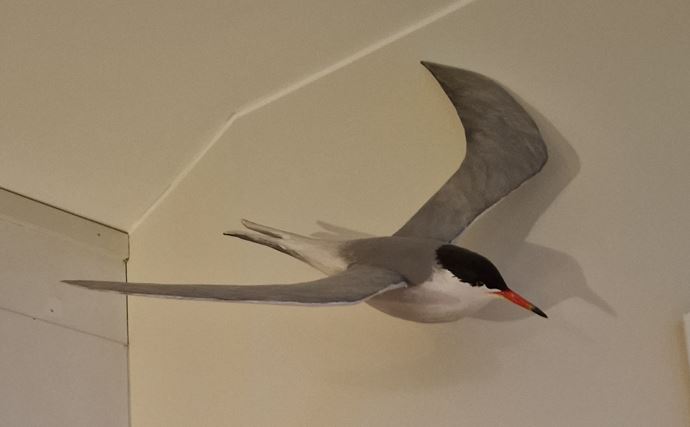Bird 5