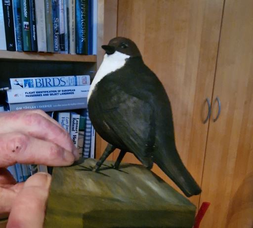 Bird 12